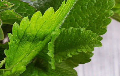 Масло от лютива мента (Mentha x piperita) Масло от лютива мента (Mentha x piperita)